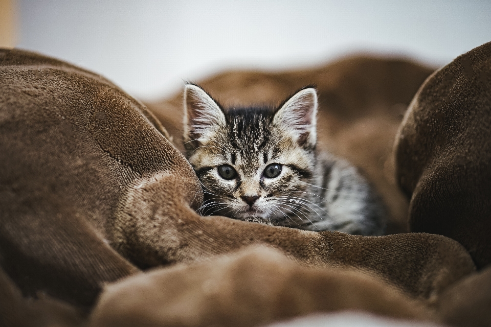 Chat mammifère vertébré
 chats de petite à moyenne taille
