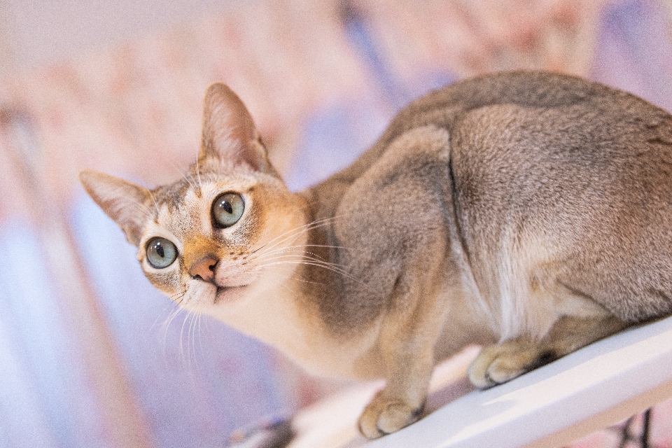 Chat mammifère vertébré
 chats de petite à moyenne taille
