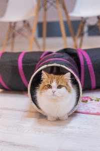 고양이 중소형 고양이
 고양이과
 구레나룻
 사진