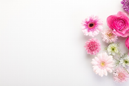 çiçek pembe gerbera
 taç yaprağı Fotoğraf