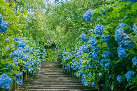 Flower flowering plant blue Photo