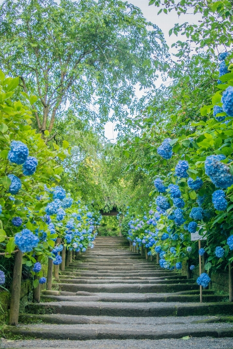 Fleur bleu usine vert