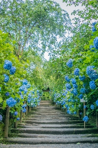 Flower blue plant green Photo