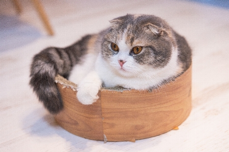 Foto Kucing mamalia berukuran kecil hingga sedang
 felidae
