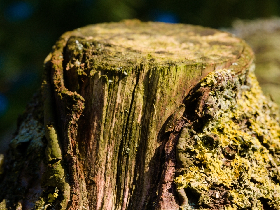 Root tree trunk stump