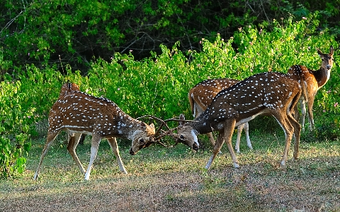 Roe deer animal pet Photo