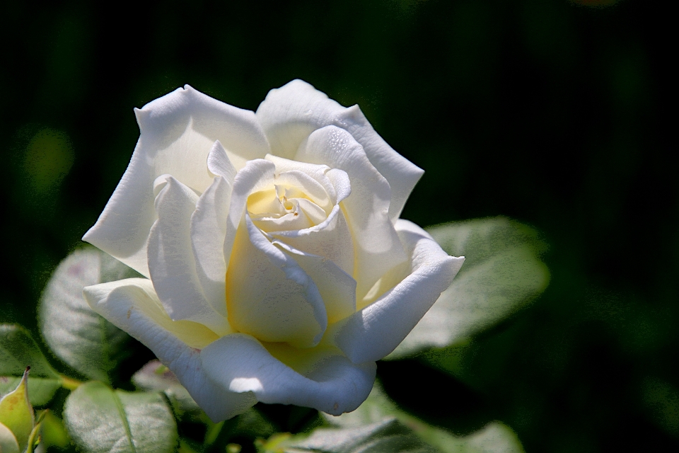 Rose fleurs flore nature