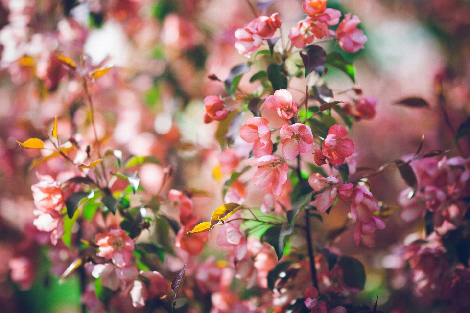 Fiore rosa primavera pianta