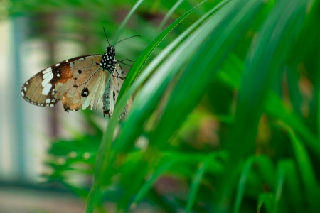 Foto Borboleta folha jardim subgênero cynthia
