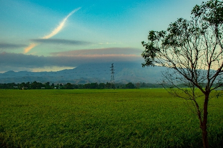 Rice fields trees mountains sky Photo