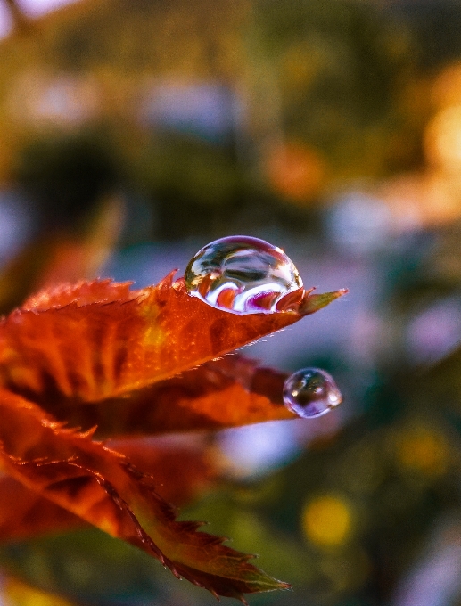 Makro fotografie natur wassertropfen
