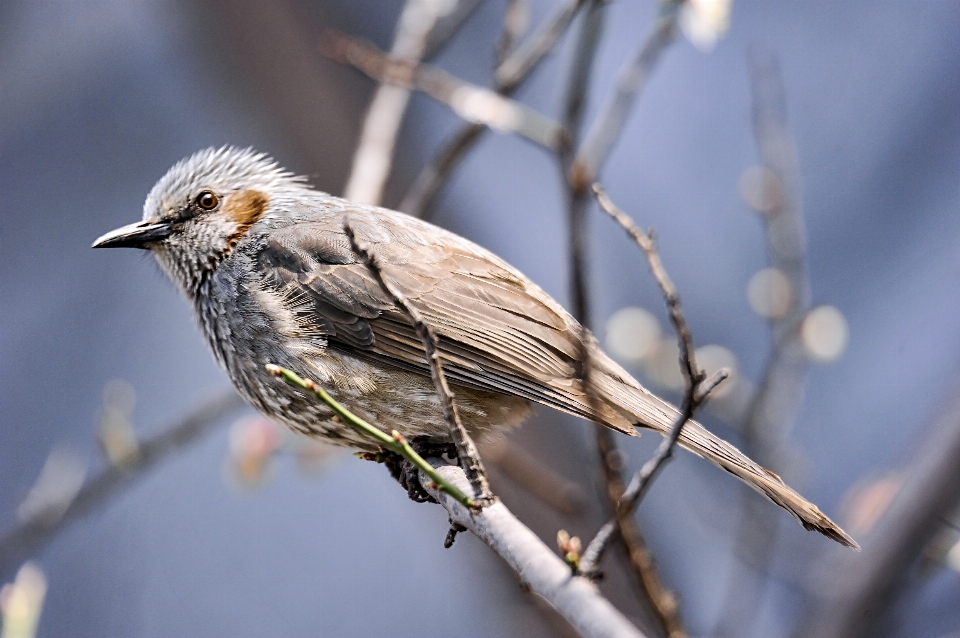 Coréen oiseau vertébré
 le bec