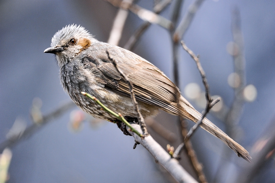 Coréen oiseau vertébré
 le bec