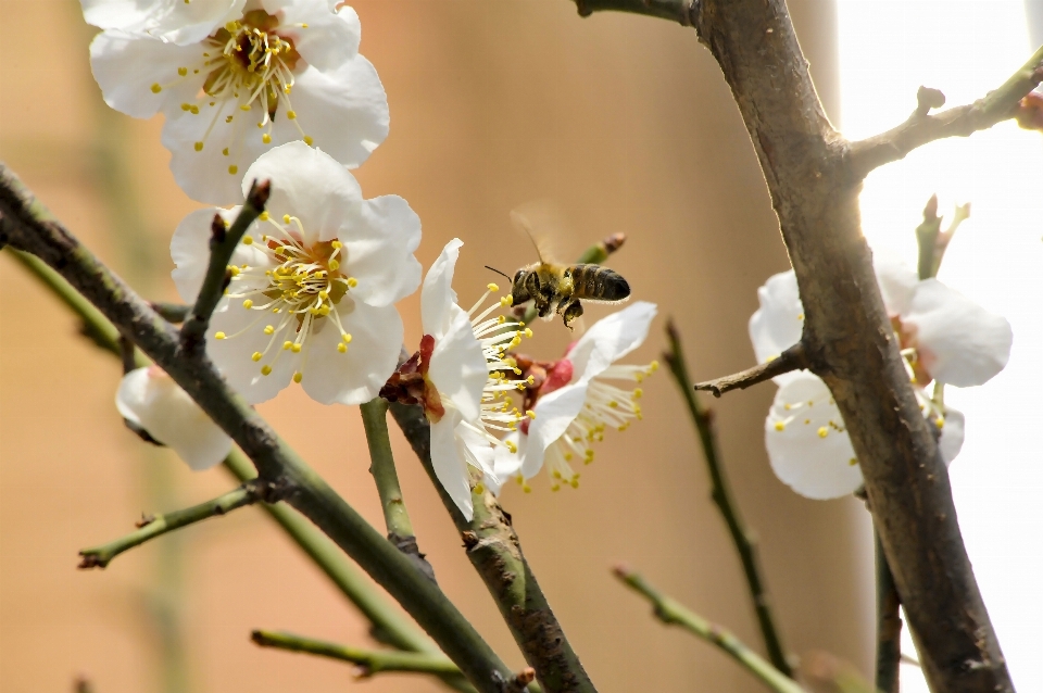 Biene blume honigbiene frühling