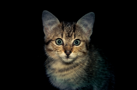 Cat mammal vertebrate whiskers Photo