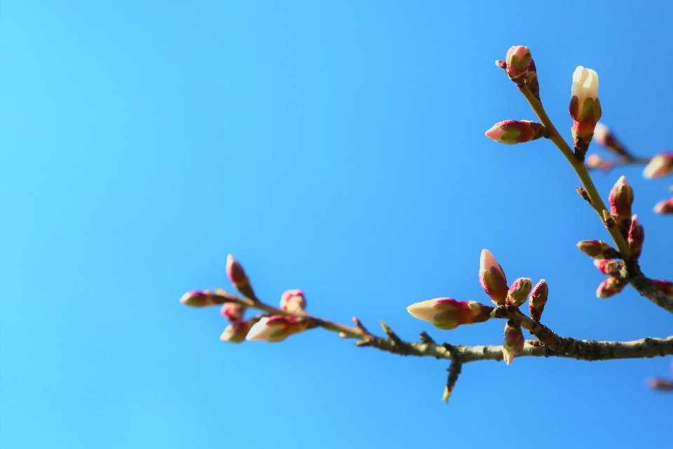 Almendra
 árbol primavera naturaleza