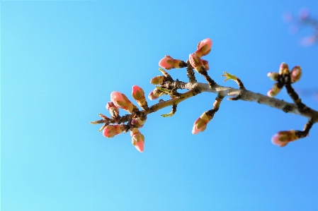 Foto Almendra
 árbol primavera naturaleza