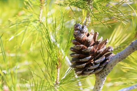 Forest nature spring sugar pine Photo