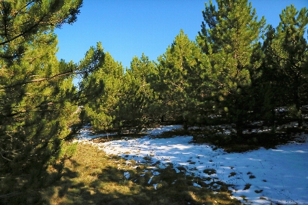 Foto Foresta natura nevicare primavera