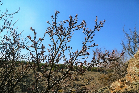 Orman doğa bahar ağaç Fotoğraf