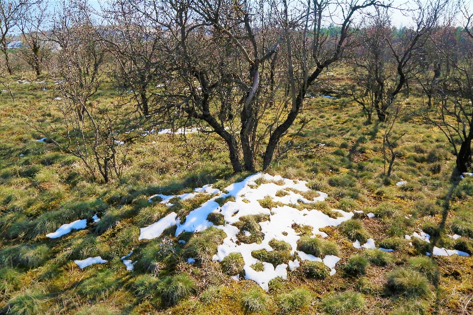 Foresta natura nevicare primavera