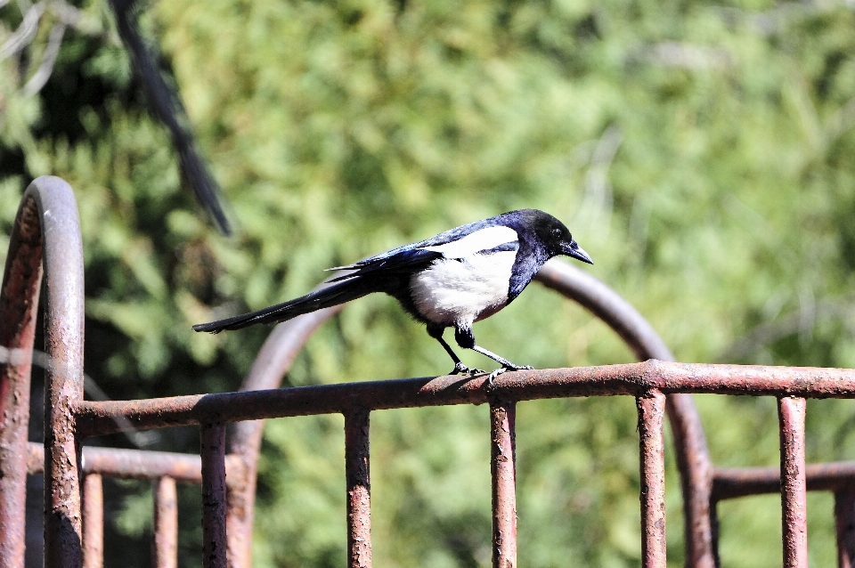 Pigeon le bec oiseau faune