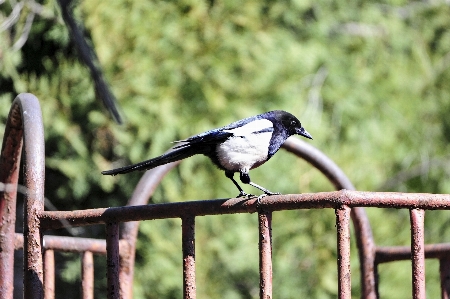 Foto Pombo bico pássaro animais selvagens