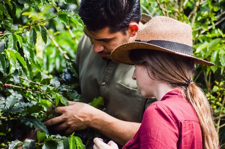 Coffee botany adaptation jungle Photo