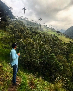 Colombia coffee hill station vegetation Photo