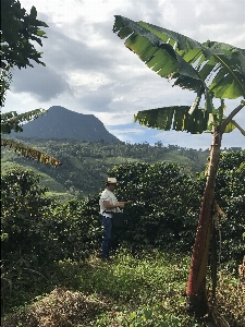 Banana tree coffee vegetation Photo