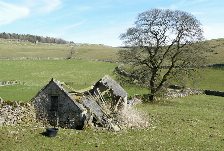 Tree grassland pasture natural landscape Photo