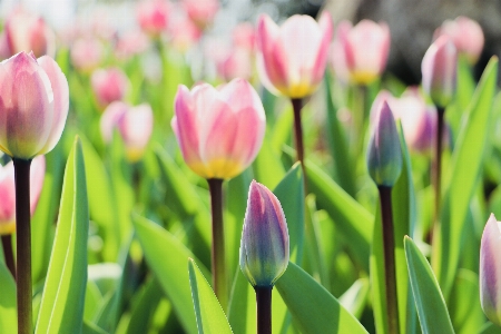 Pink tulips flower botany Photo