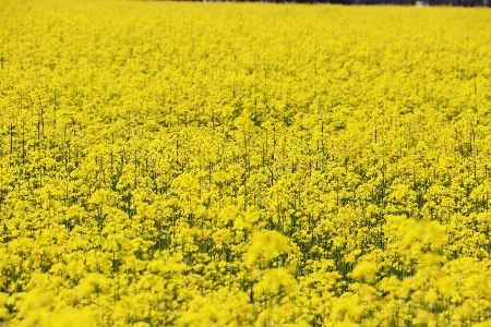 Foto Amarelo flor de estupro
 botânica
