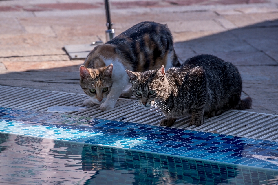 猫 水 家族 小型から中型の猫
