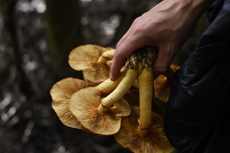 Foto Funghi al burro
 natura foresta