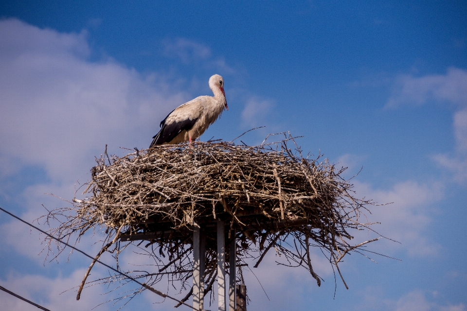 Spring stork nest white