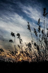 Landscape sunset reed sky Photo