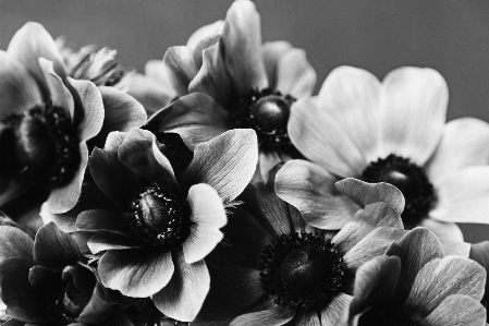 Dark anemone black and white flowers Photo