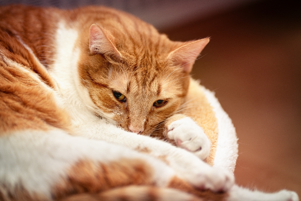 Chat un domestique
 rouge blanc