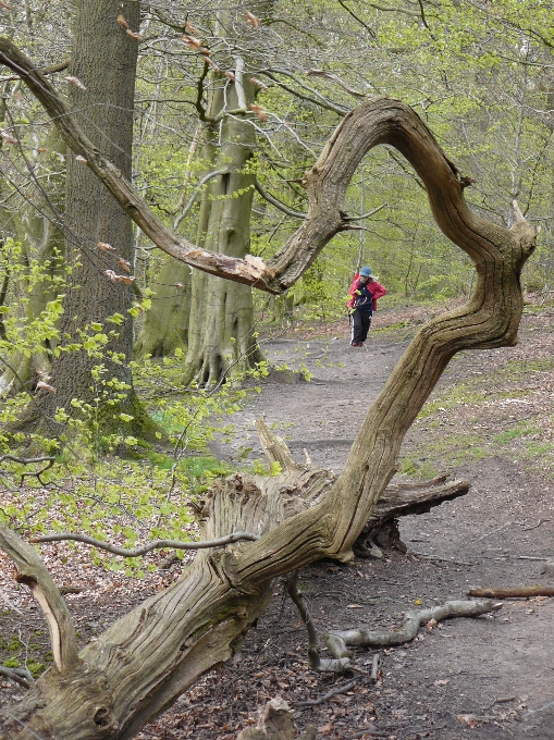 Woodland tree branch trunk