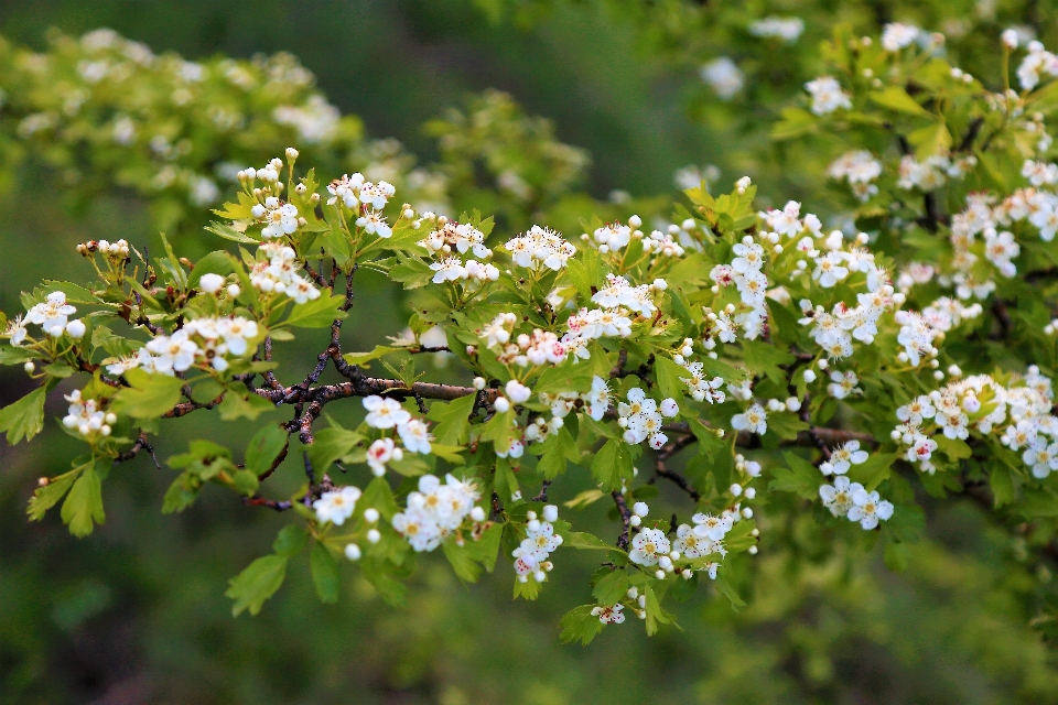 花 春 自然 カラフル