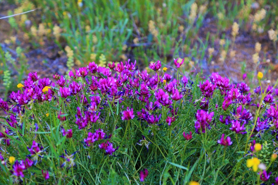 Blume frühling natur bunt