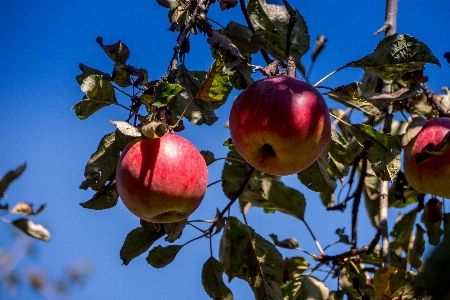 Apple sun tree flowering plant Photo