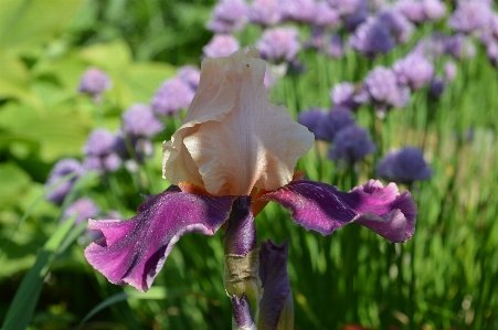 Iris bearded summer sunny Photo