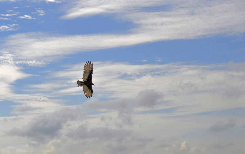 Céu condor pássaro vôo