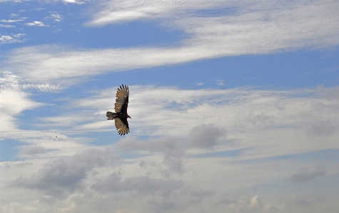 Himmel kondor vogel fliegend Foto