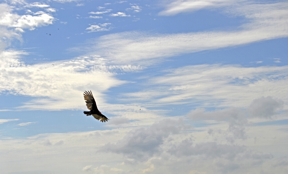 Céu condor pássaro vôo