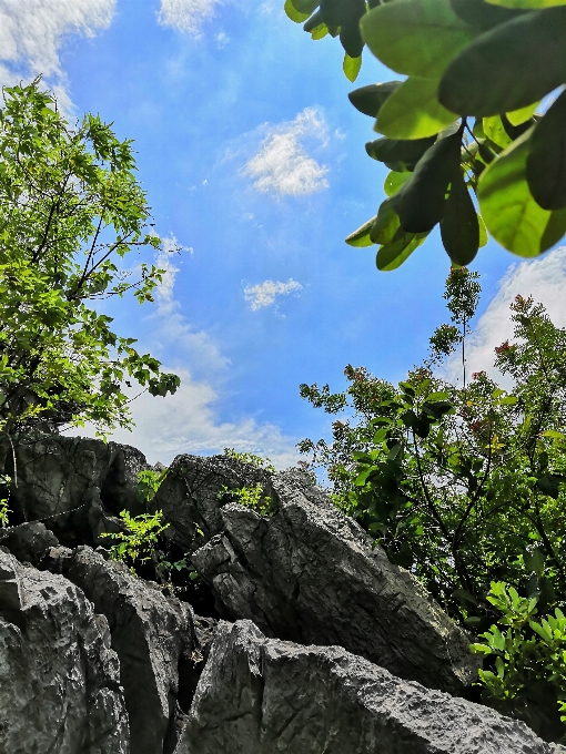 View vegetation green rock