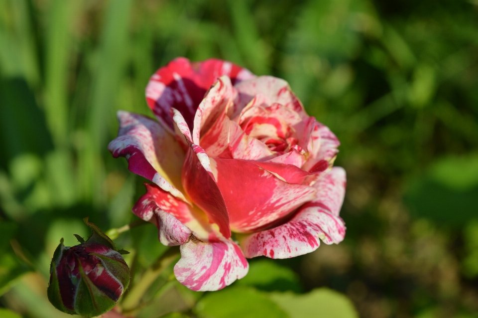 Rose anlage vielfältig
 rot