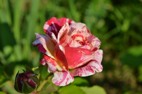 Rose plant variegated red Photo